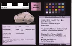 Foto (Objekt + Etiketten) von Culmenformosa sp. (NHMW-GEO-1990-0041-0236)